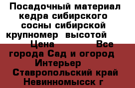 Посадочный материал кедра сибирского (сосны сибирской) крупномер, высотой 3-3.5  › Цена ­ 19 800 - Все города Сад и огород » Интерьер   . Ставропольский край,Невинномысск г.